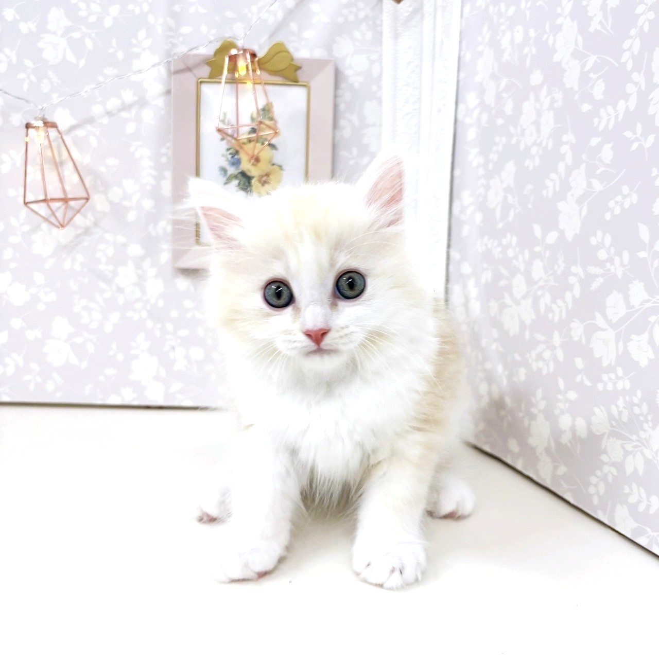富山県のミヌエット (犬の家＆猫の里アミーゴ高岡蓮花寺店/2025年7月22日生まれ/男の子/カメオタビーホワイト)の子猫