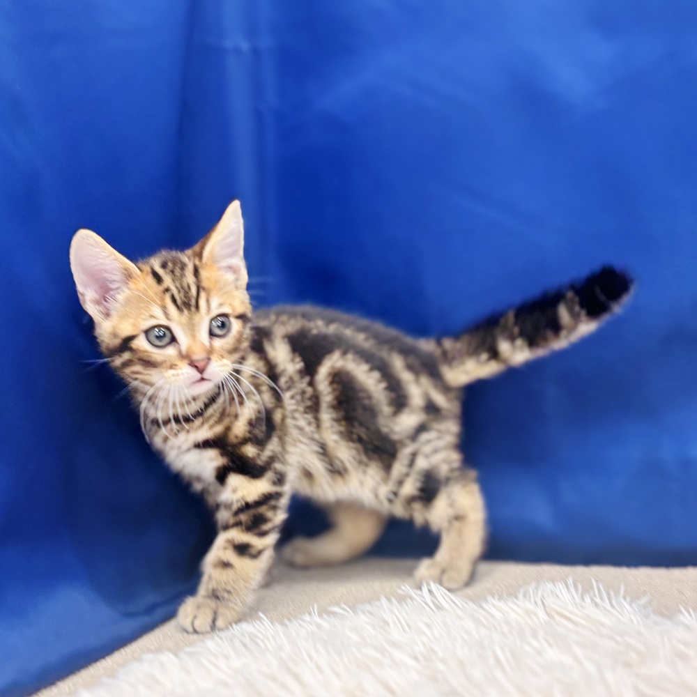 岐阜県のアメリカンショートヘアー (犬の家＆猫の里中津川店/2025年7月23日生まれ/男の子/ブラウンタビー)の子猫の3枚目の画像