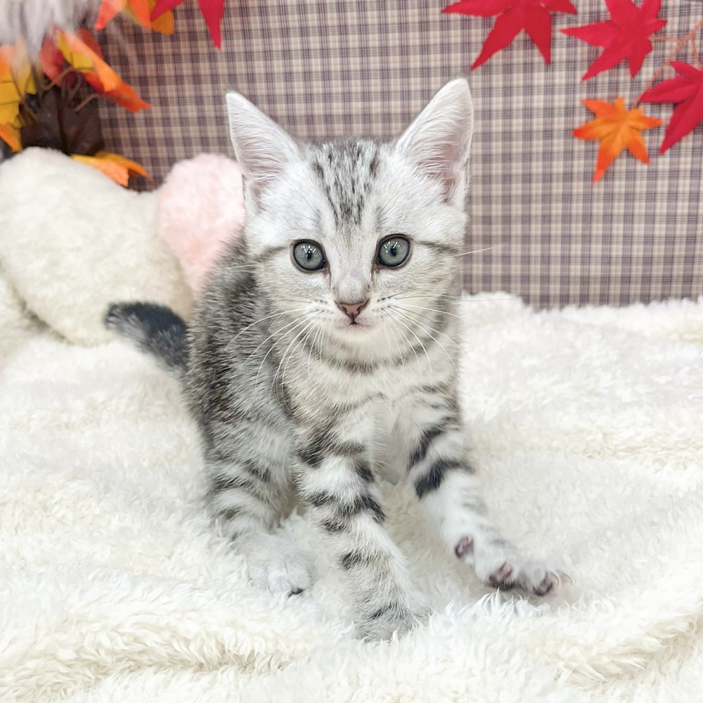 愛知県のアメリカンショートヘアー (犬の家＆猫の里エアポートウォーク店/2025年7月23日生まれ/女の子/シルバータビー)の子猫の3枚目の画像