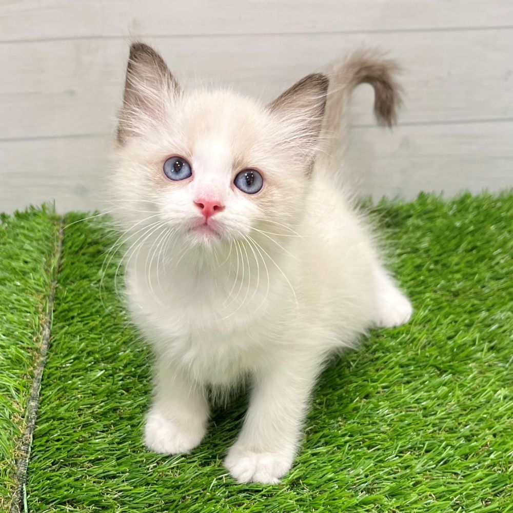 愛知県のラグドール (犬の家＆猫の里豊田店/2025年7月22日生まれ/男の子/シールポイントバイカラー)の子猫の3枚目の画像