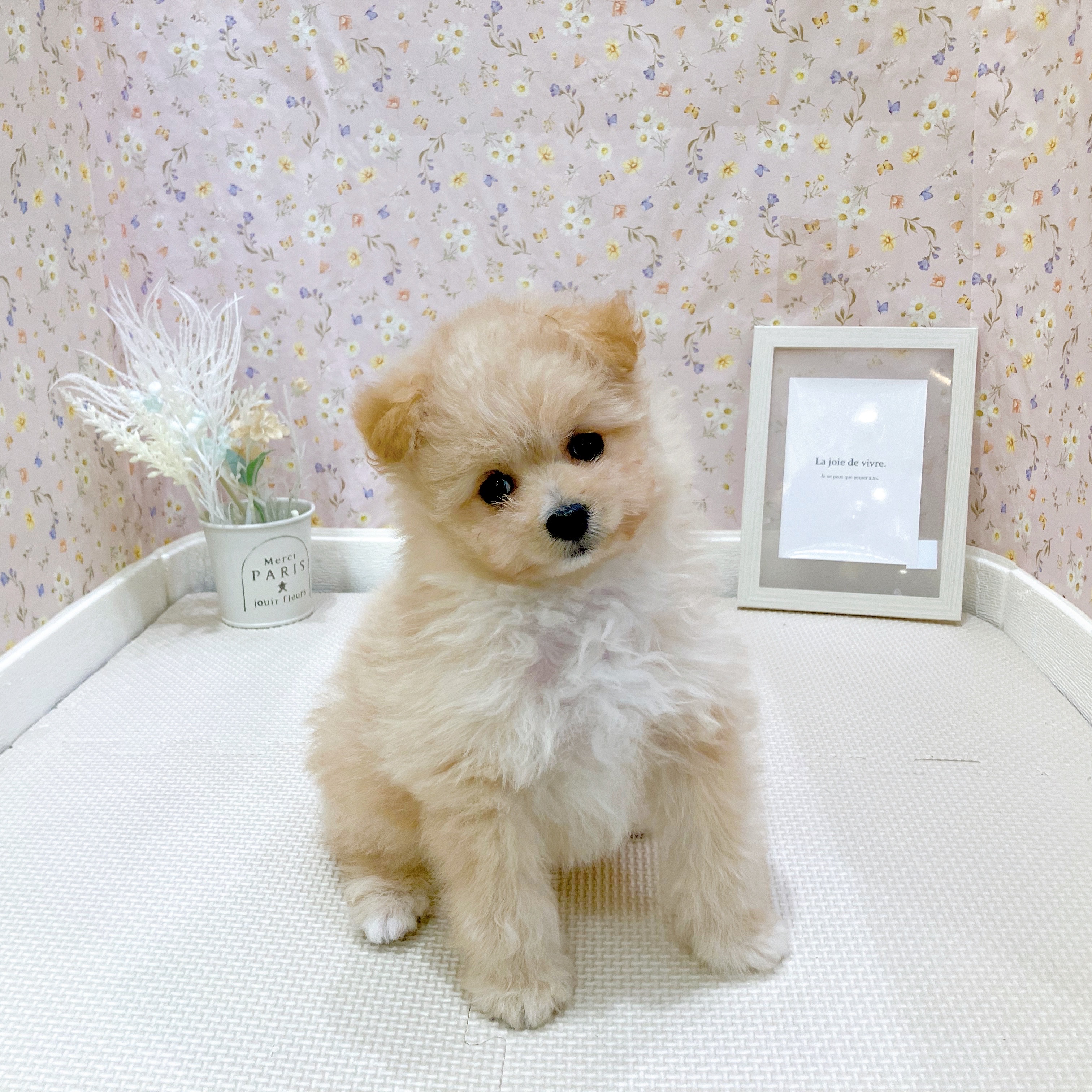 石川県のポメプー(ポメラニアン×プードル) (犬の家＆猫の里金沢店/2025年7月26日生まれ/女の子/クリーム)の子犬の3枚目の画像