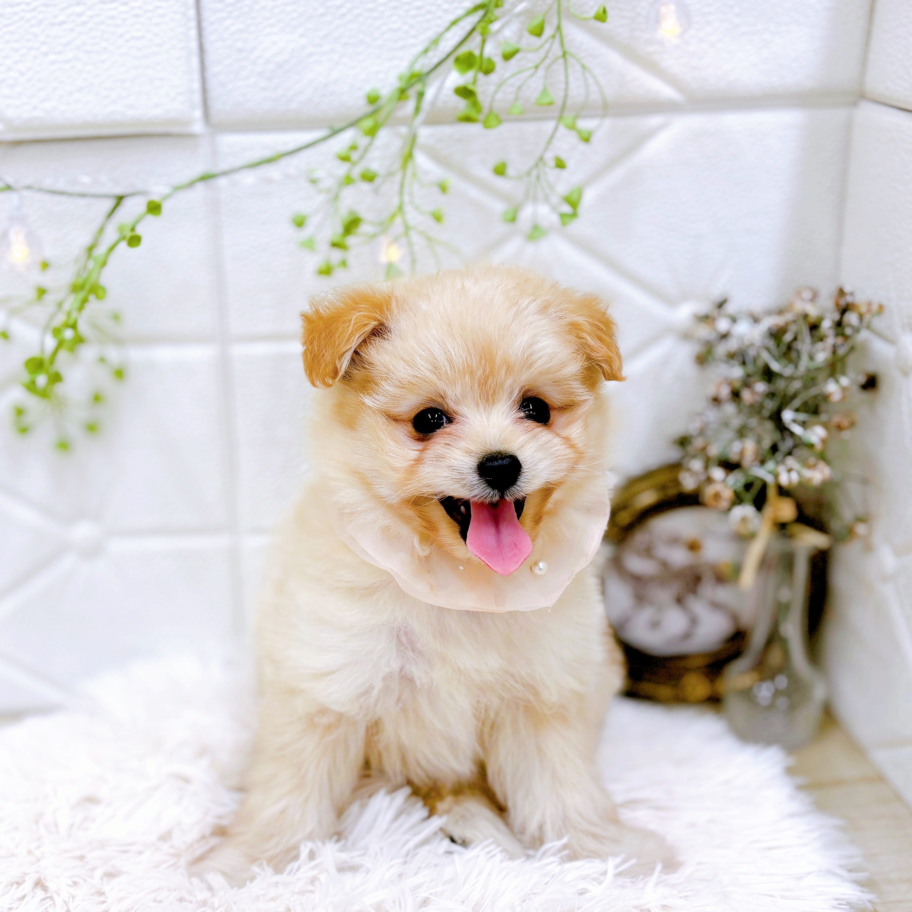 福井県のポメプー(ポメラニアン×プードル) (犬の家＆猫の里アミーゴ福井店/2025年7月26日生まれ/女の子/クリーム)の子犬の3枚目の画像
