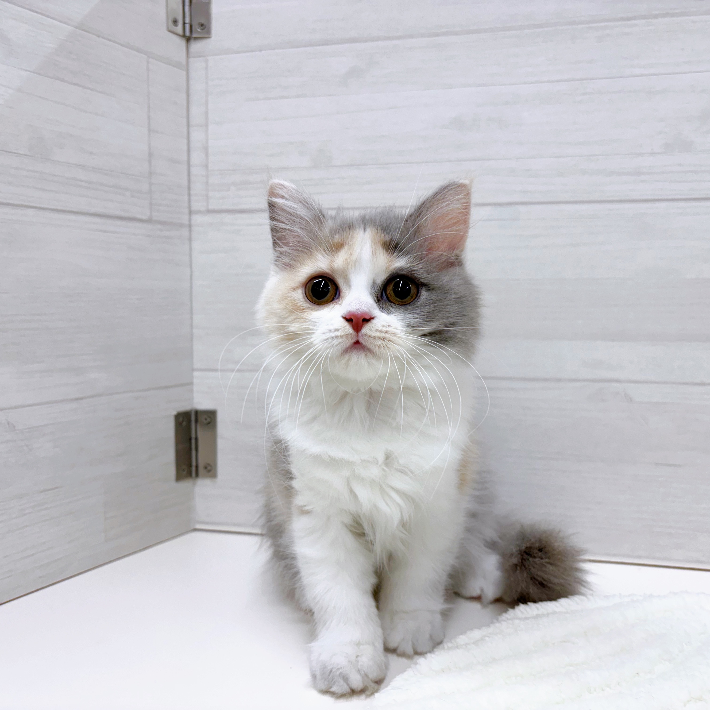 石川県のスコティッシュフォールド (犬の家＆猫の里アミーゴ金沢おこばた店/2025年7月16日生まれ/女の子/ブルーパッチドタビーホワイト)の子猫の3枚目の画像