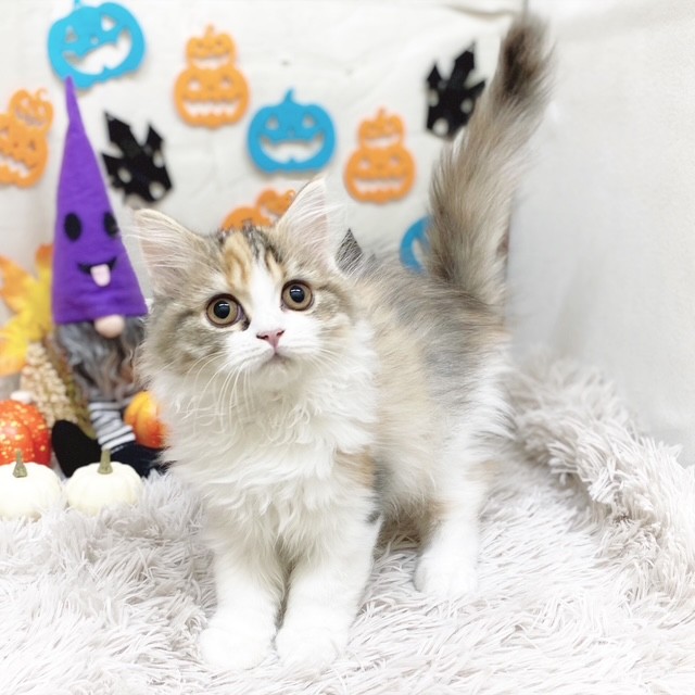 静岡県のスコティッシュフォールド (犬の家＆猫の里藤枝店/2025年7月16日生まれ/女の子/ブラウンパッチドタビーホワイト)の子猫の3枚目の画像