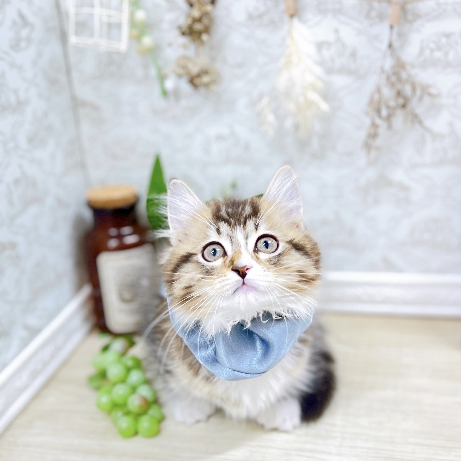 福井県のマンチカン (犬の家＆猫の里アミーゴ福井大和田店/2025年7月26日生まれ/男の子/ブラウンタビーホワイト)の子猫の1枚目の画像