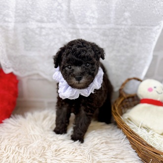 滋賀県のトイプードル(トイ) (犬の家＆猫の里長浜店/2025年7月26日生まれ/男の子/シルバー)の子犬の3枚目の画像