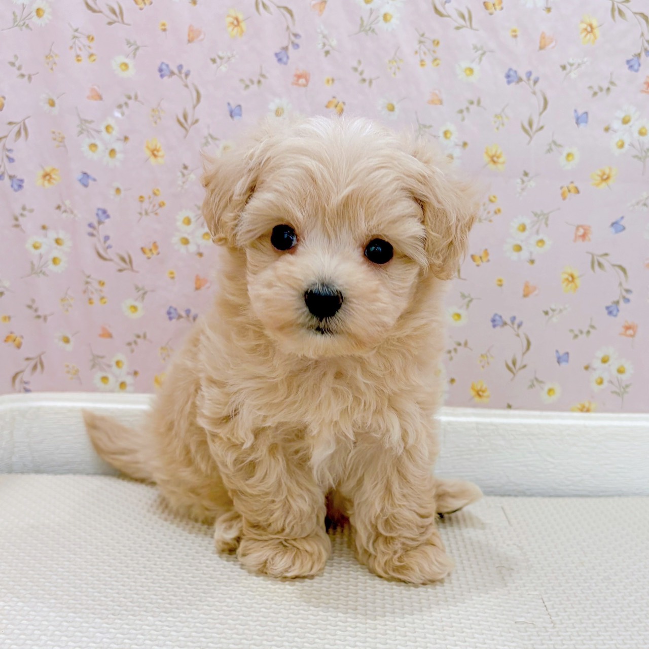 可愛いわんちゃんが仲間入りしました＼(^o^)／ | ペットショップ 犬の