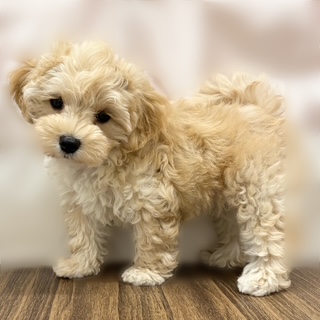 兵庫県のマルプー(マルチーズ×プードル) (犬の家＆猫の里カナート西神戸店/2025年7月22日生まれ/女の子/アプリコット)の子犬の3枚目の画像