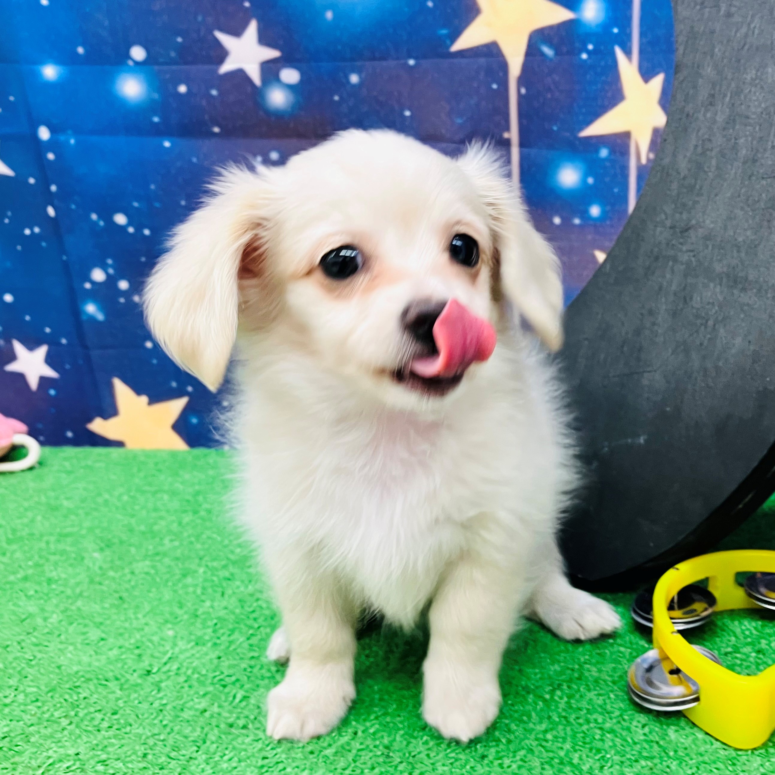 愛知県のチワックス(チワワ×ダックス) (犬の家＆猫の里名古屋天白店/2025年7月24日生まれ/男の子/クリーム)の子犬の3枚目の画像