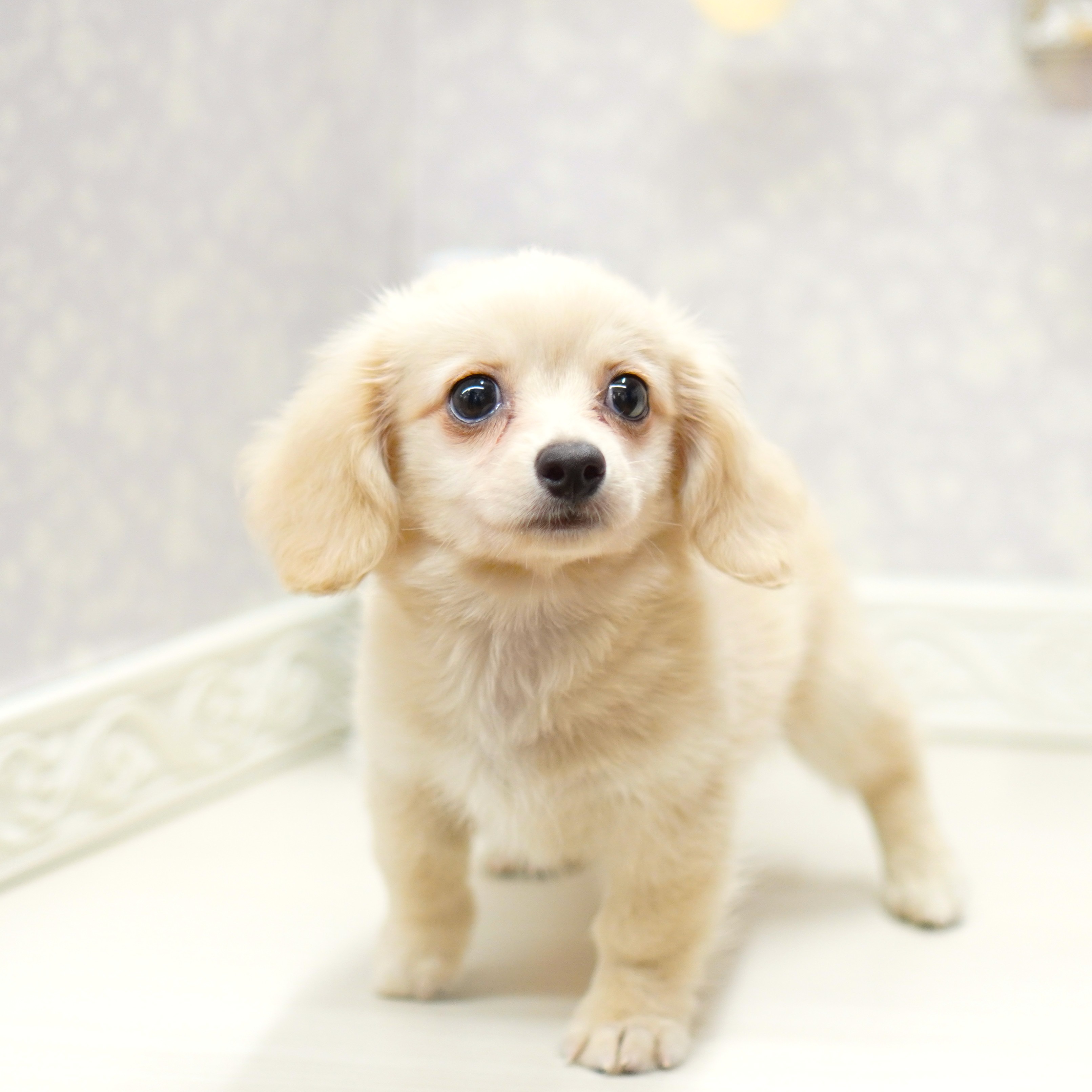 富山県のチワックス(チワワ×ダックス) (犬の家＆猫の里アミーゴ山室店/2025年7月24日生まれ/男の子/クリーム)の子犬の3枚目の画像