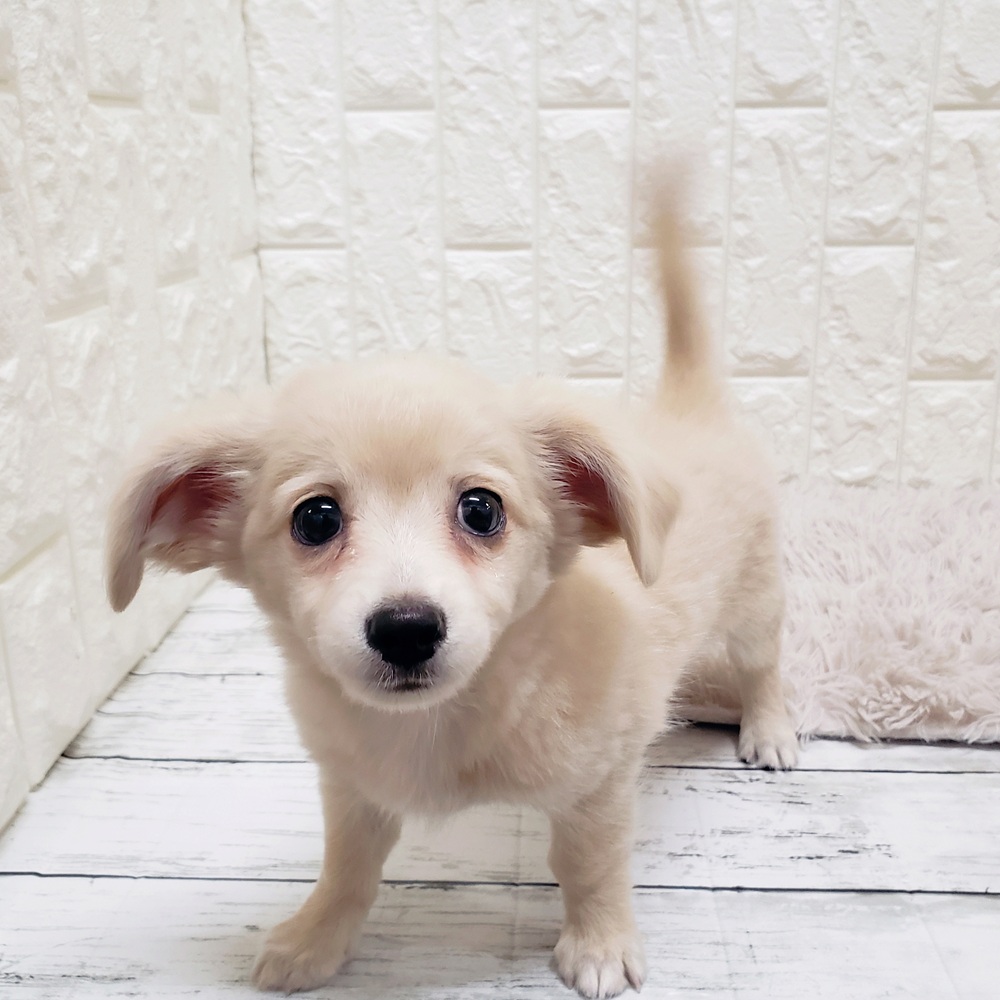 岡山県のチワックス(チワワ×ダックス) (犬の家＆猫の里岡山店/2025年7月26日生まれ/男の子/クリーム)の子犬の3枚目の画像