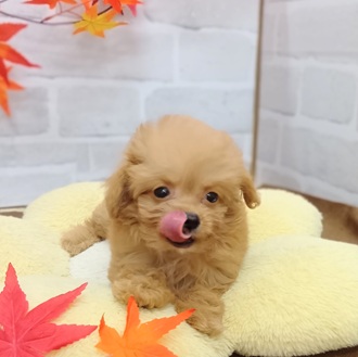 静岡県のチワプー/プーチー(チワワ×プードル) (犬の家＆猫の里プレ葉ウォーク浜北店/2025年7月20日生まれ/女の子/アプリコット)の子犬の3枚目の画像