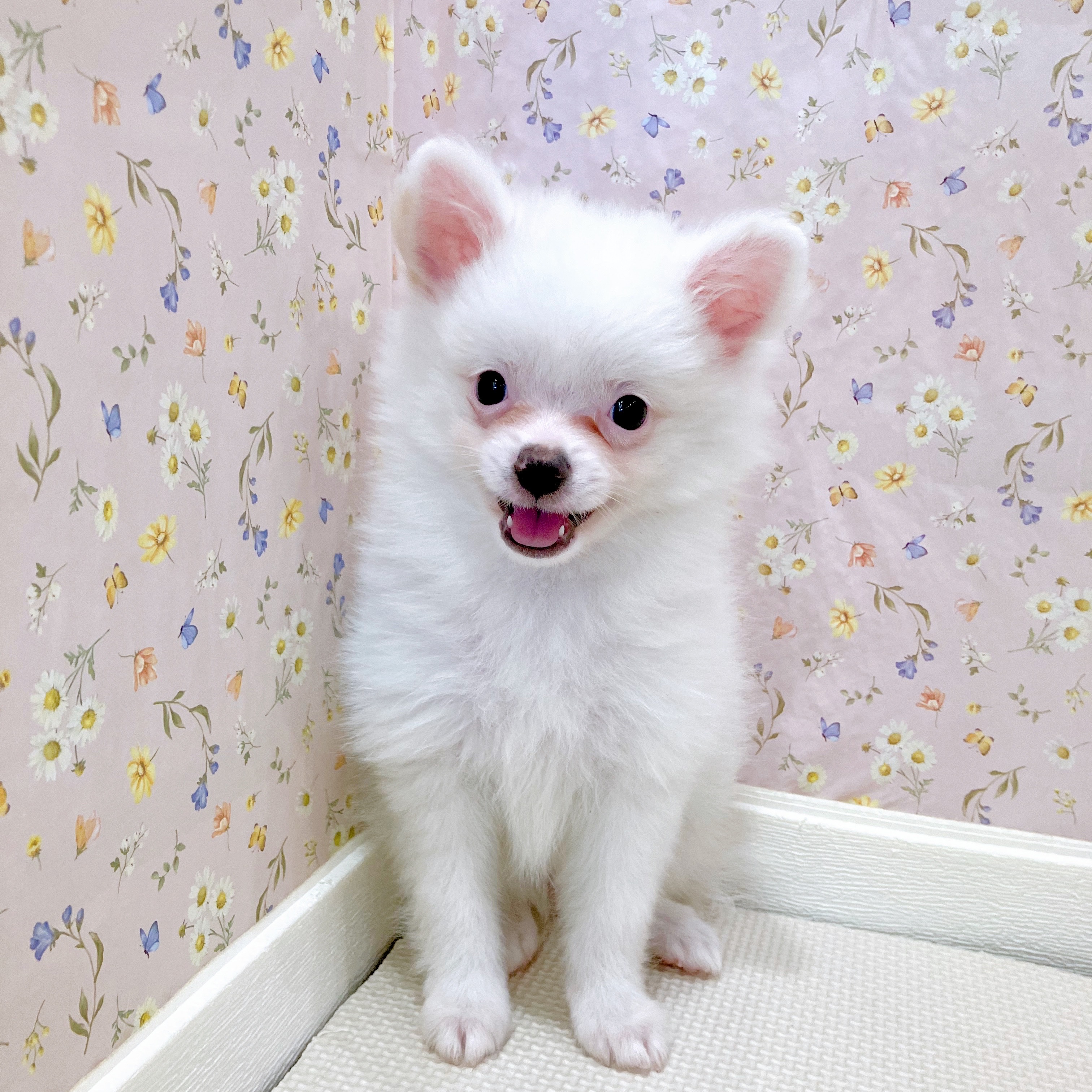 石川県のポメチワ/チワポメ/ポメチー(ポメラニアン×チワワ) (犬の家＆猫の里金沢店/2025年7月25日生まれ/女の子/ホワイトクリーム)の子犬の3枚目の画像