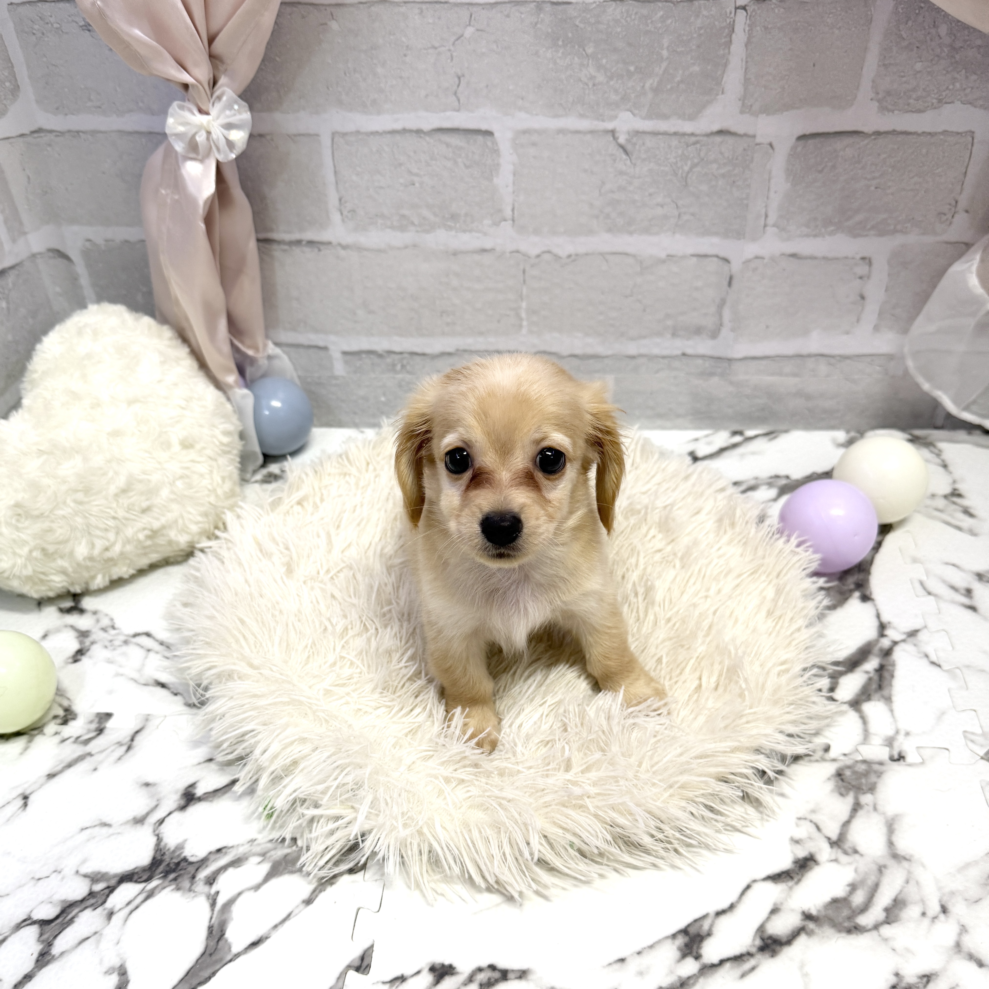 愛知県のチワックス(チワワ×ダックス) (犬の家＆猫の里岡崎店/2025年7月27日生まれ/男の子/クリームホワイト)の子犬の3枚目の画像