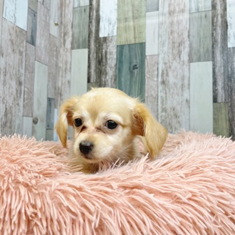 静岡県のチワックス(チワワ×ダックス) (犬の家＆猫の里マークイズ静岡店/2025年7月27日生まれ/女の子/クリームホワイト)の子犬の3枚目の画像