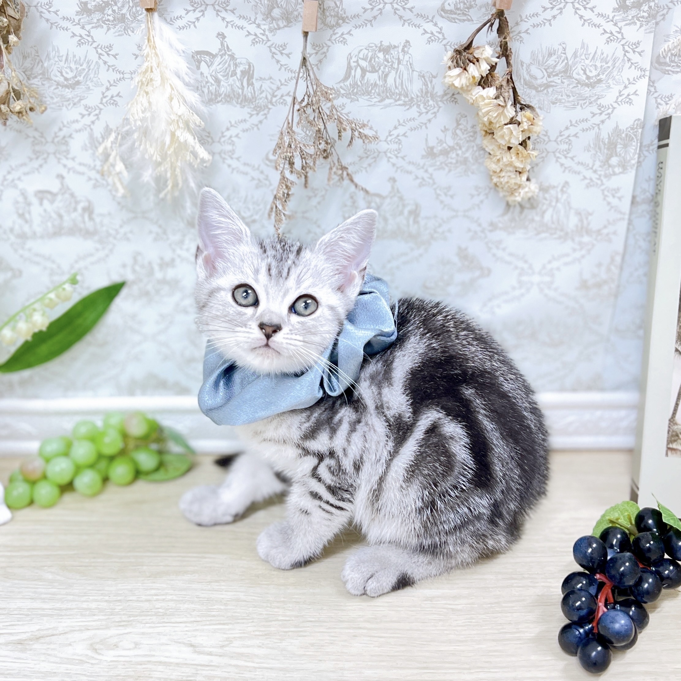 福井県のアメリカンショートヘアー (犬の家＆猫の里アミーゴ福井大和田店/2025年7月19日生まれ/男の子/シルバータビー)の子猫の3枚目の画像