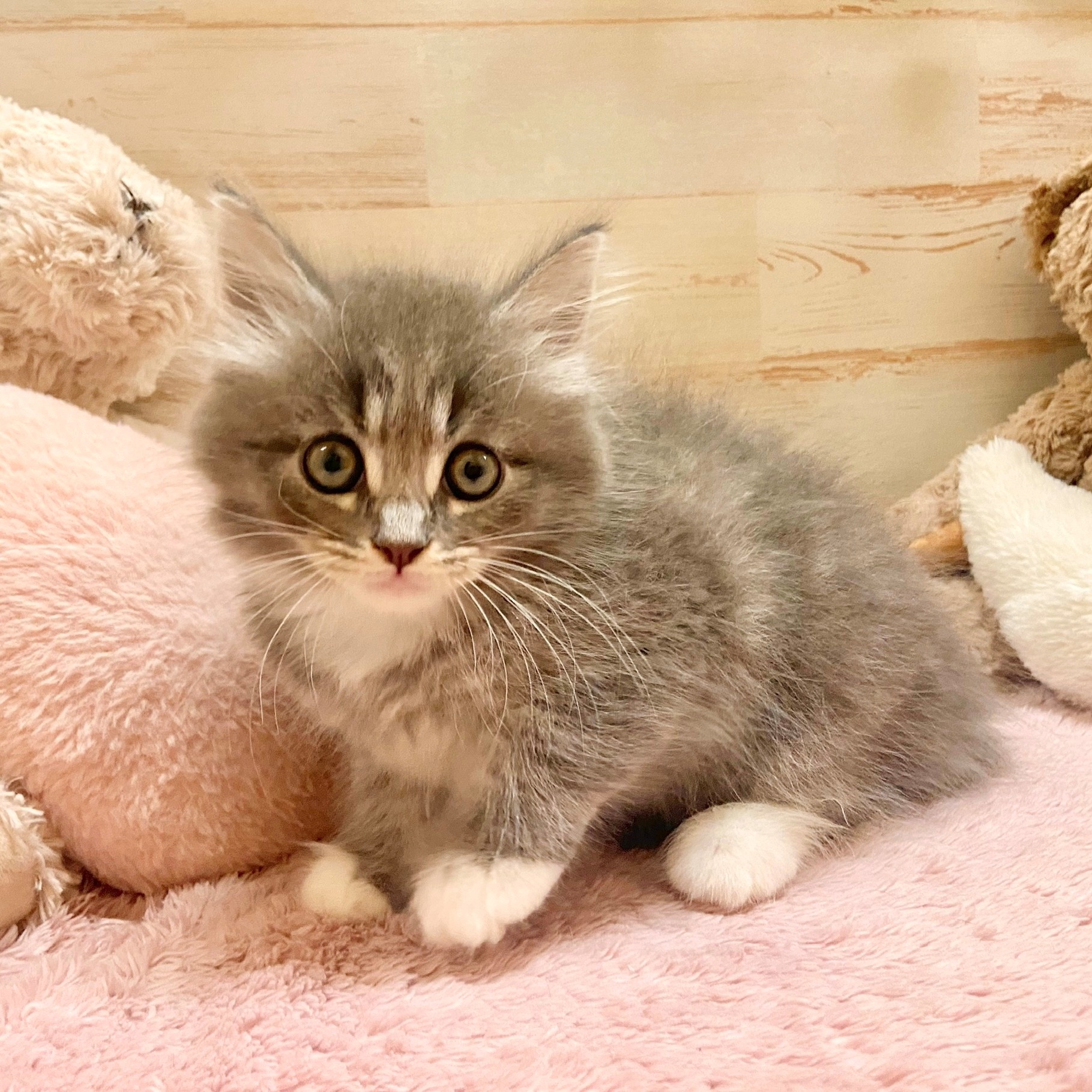 兵庫県のミヌエット (犬の家＆猫の里神戸店/2025年7月27日生まれ/男の子/ブルータビーホワイト)の子猫の3枚目の画像
