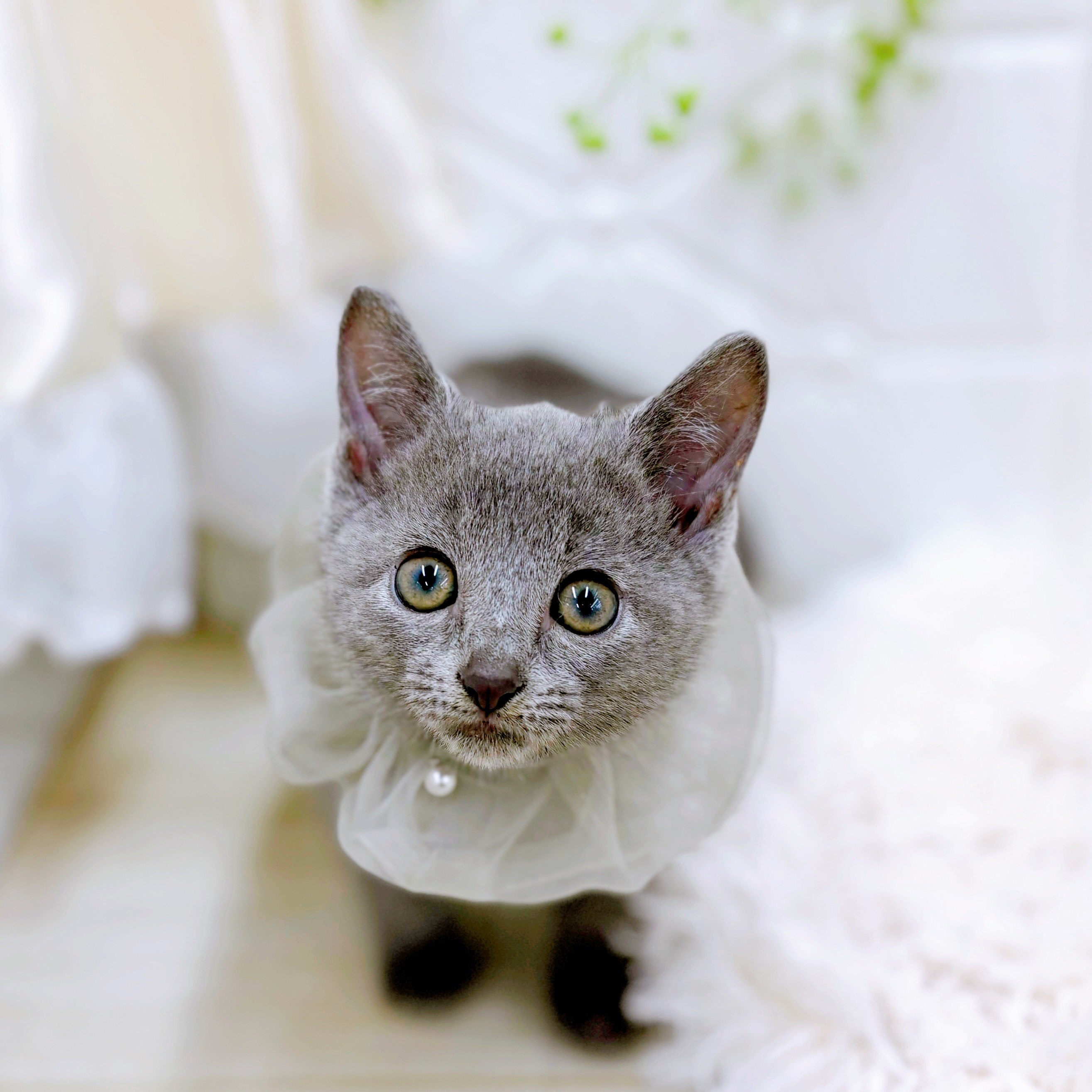 福井県のロシアンブルー (犬の家＆猫の里アミーゴ福井店/2025年7月27日生まれ/男の子/ブルー)の子猫の3枚目の画像