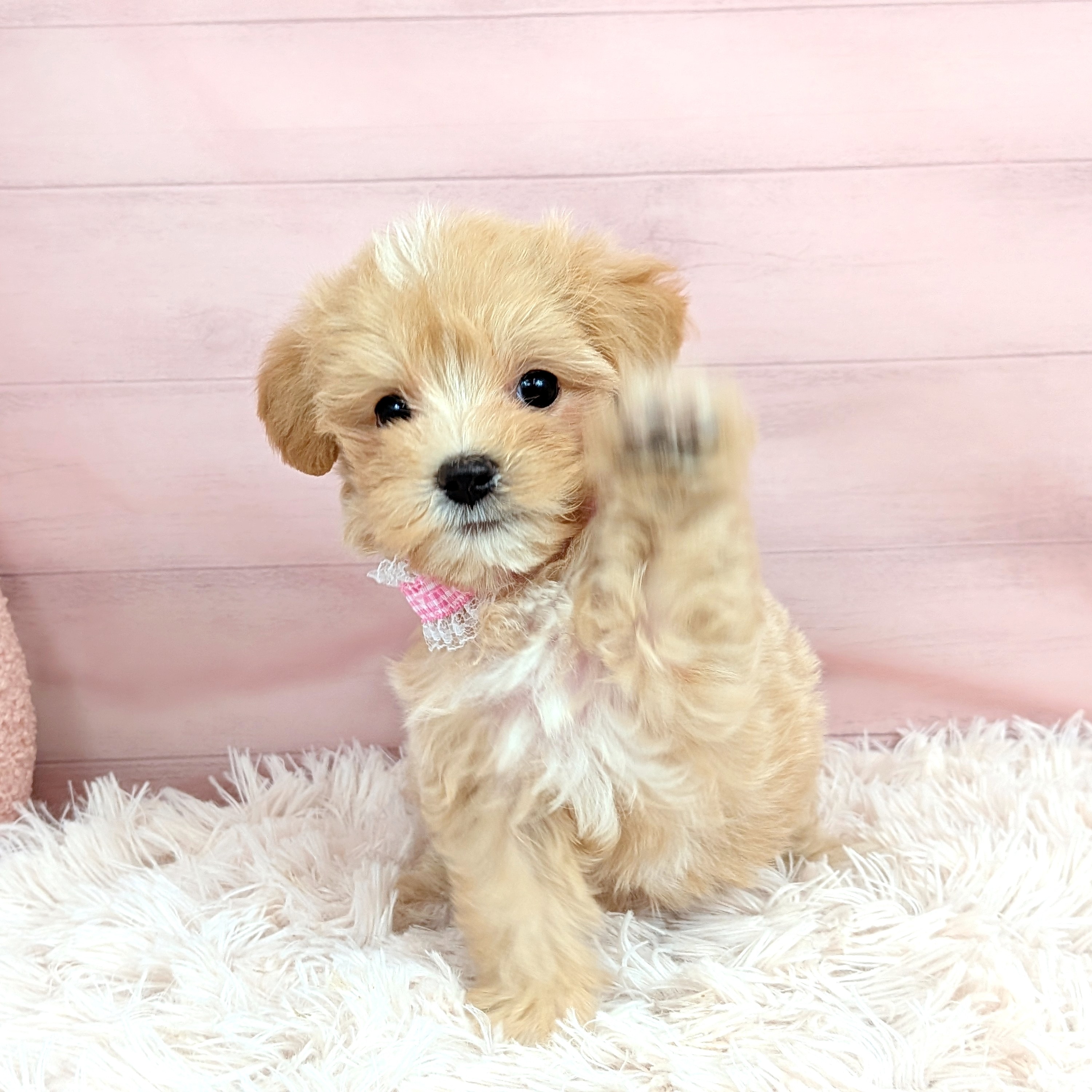 兵庫県のマルプー(マルチーズ×プードル) (犬の家＆猫の里川西店/2025年7月27日生まれ/女の子/クリーム)の子犬の3枚目の画像