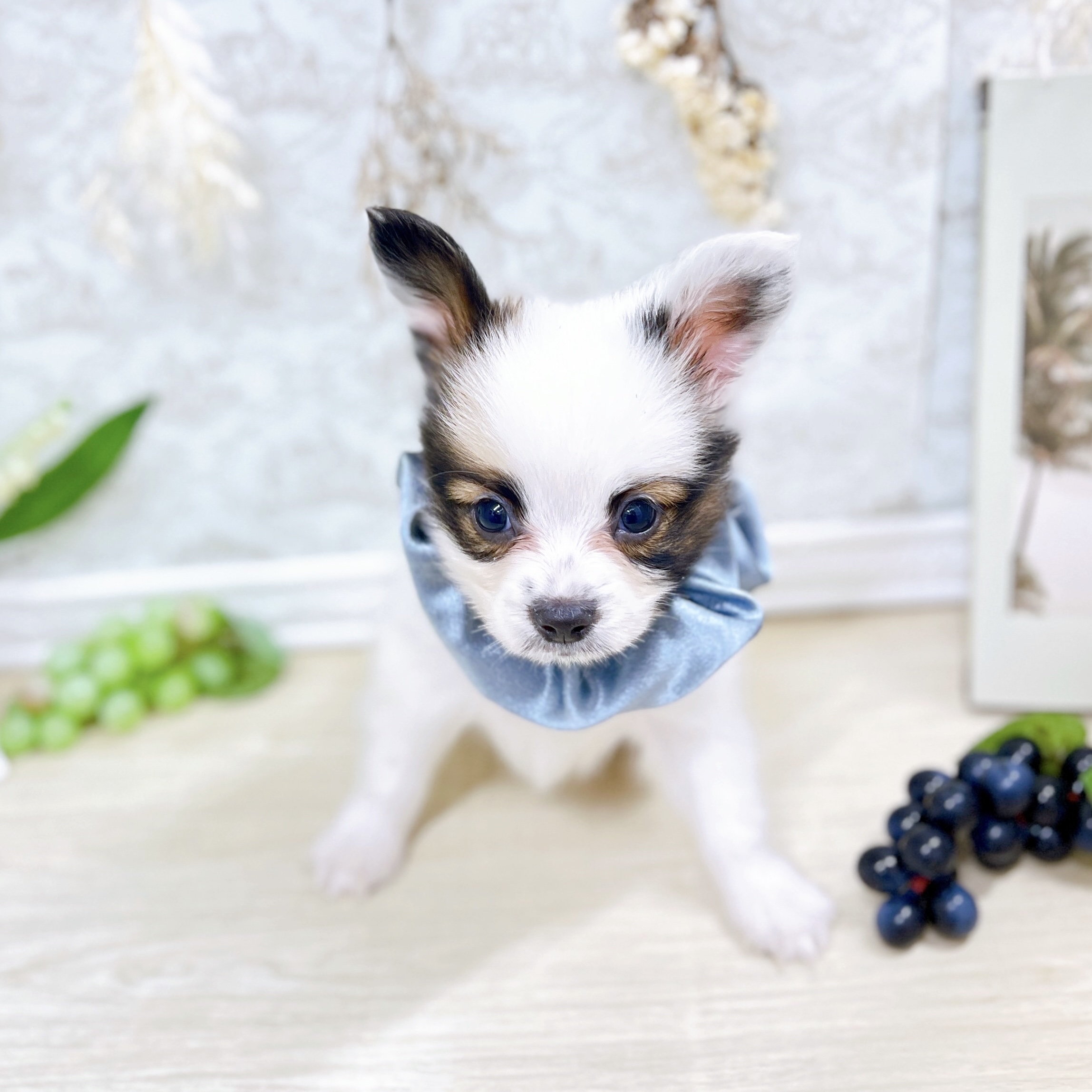福井県のパピヨン (犬の家＆猫の里アミーゴ福井大和田店/2025年7月27日生まれ/男の子/ホワイトブラウン)の子犬の3枚目の画像