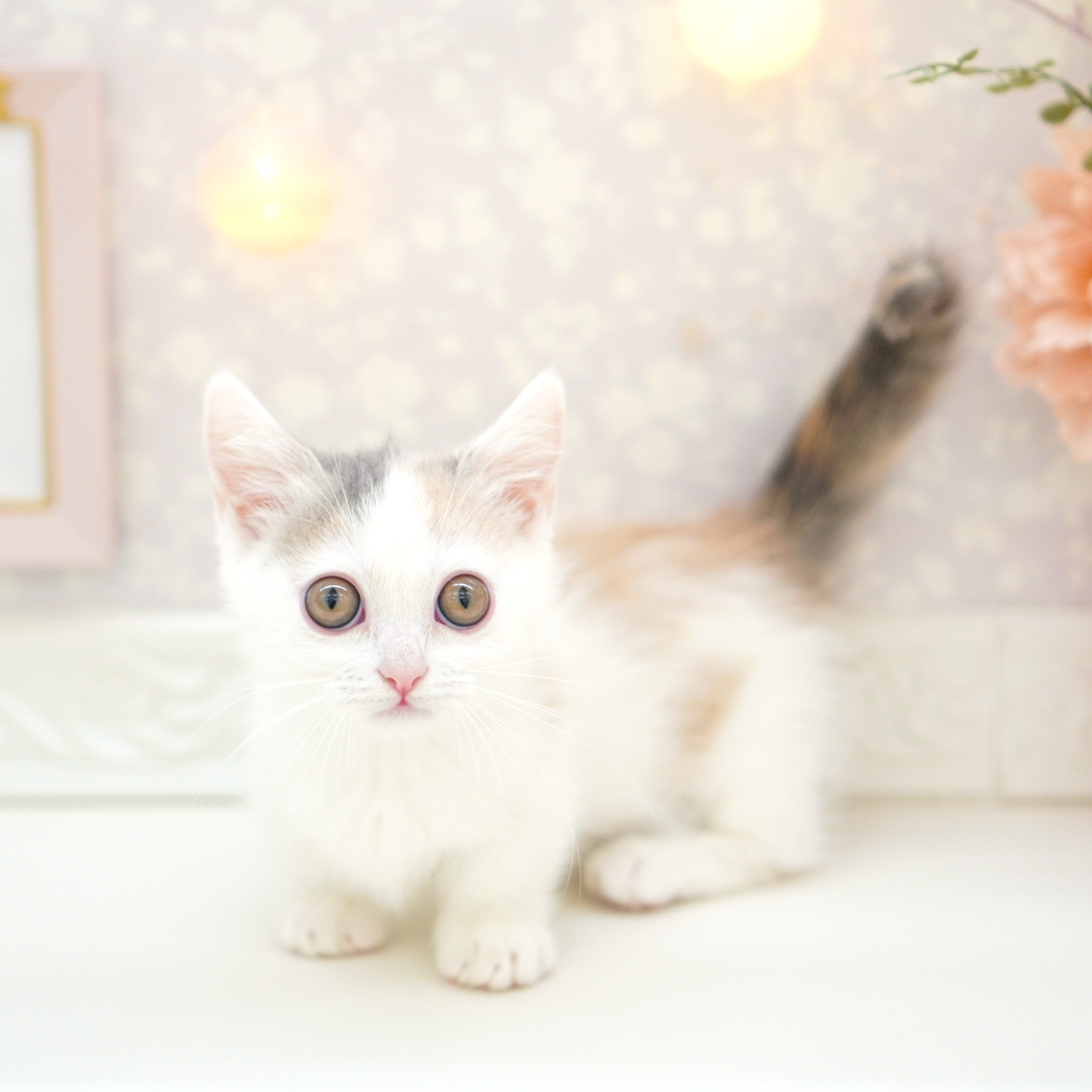 ジューンブライドスタイ(ブルー⑤)わんちゃん猫ちゃん用 犬猫兼用首輪 お花 キラキラ ビジュー 首輪 【T2】 【T3】 猫用