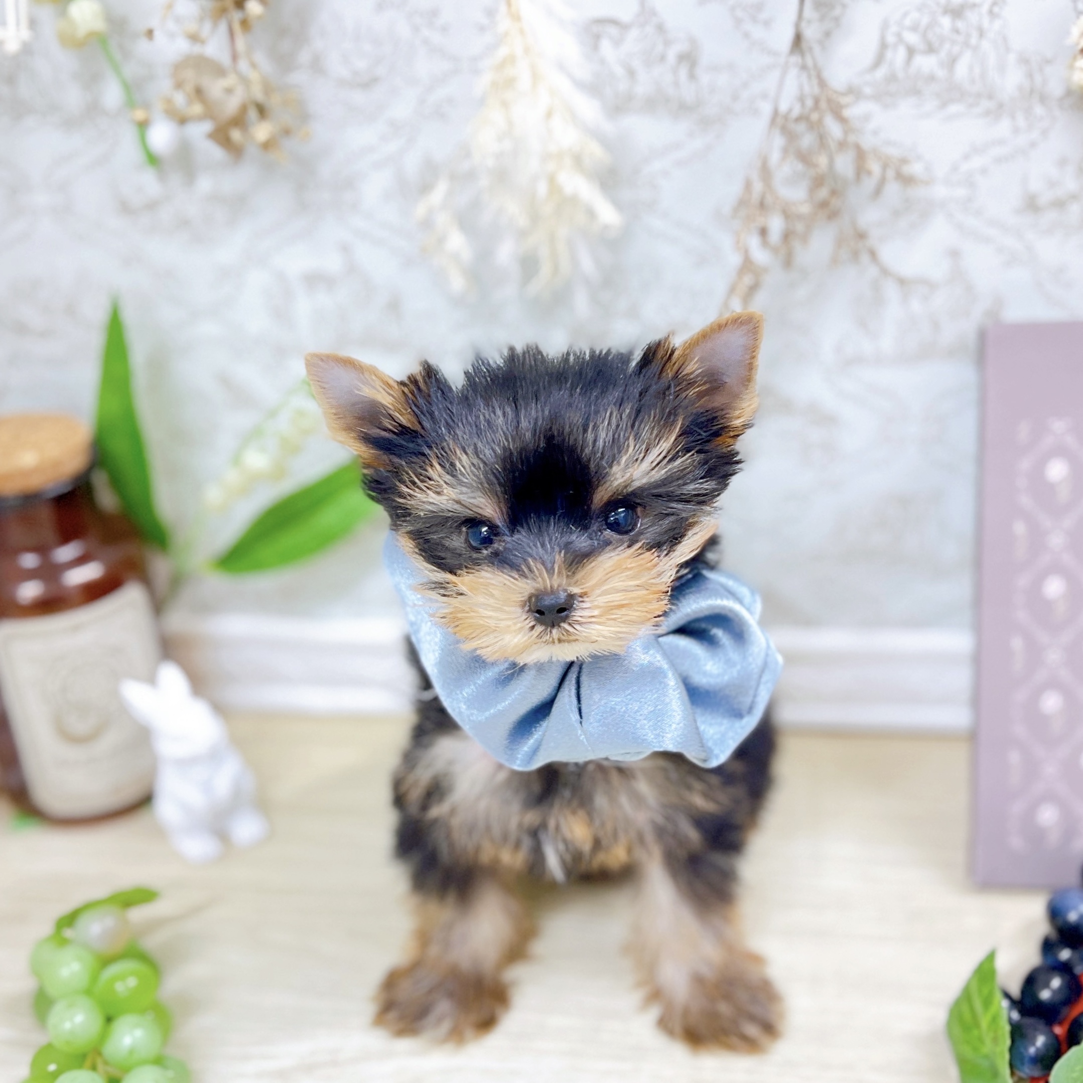 福井県のヨークシャーテリア (犬の家＆猫の里アミーゴ福井大和田店/2025年7月26日生まれ/男の子/スチールブルータン)の子犬