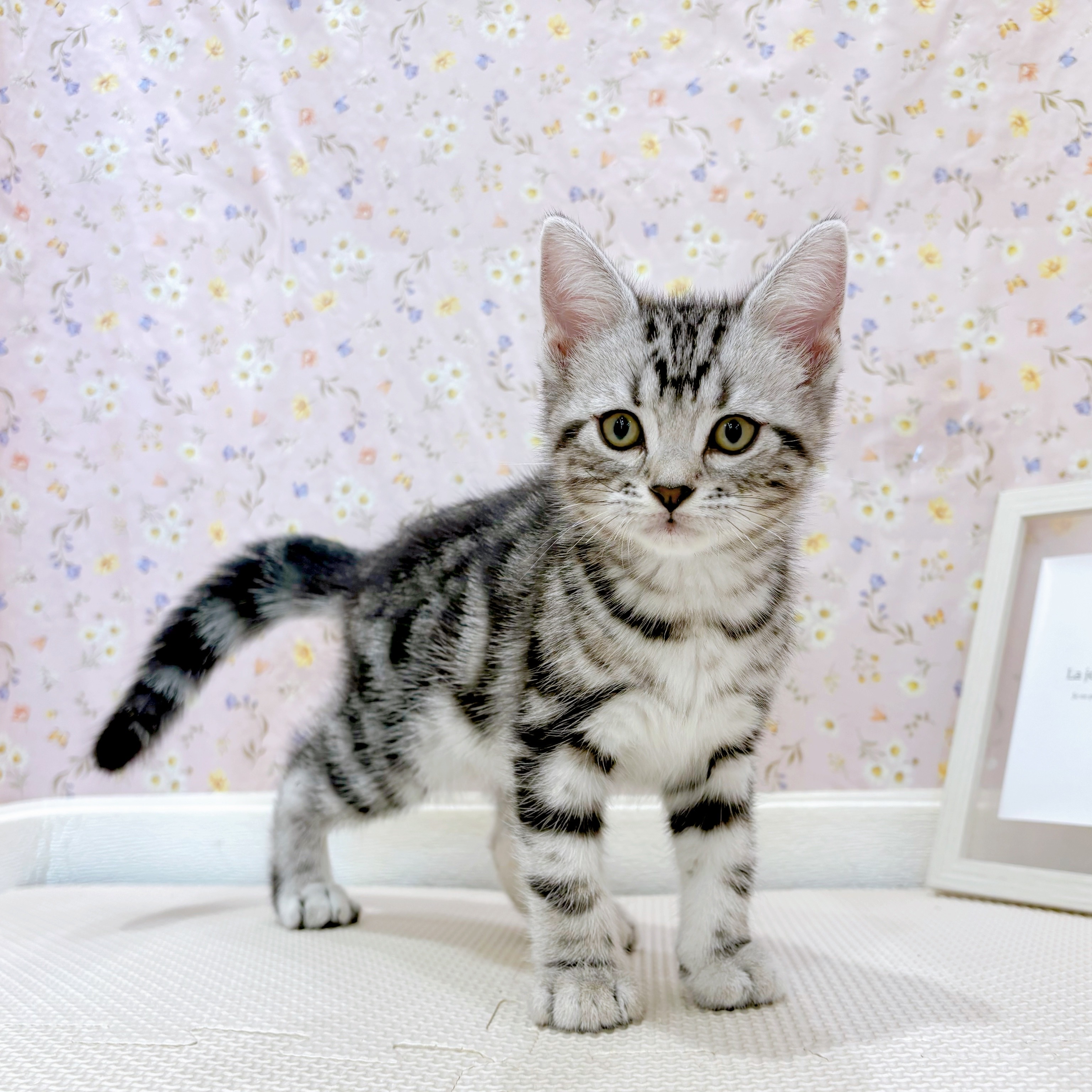 石川県のアメリカンショートヘアー (犬の家＆猫の里金沢店/2025年7月25日生まれ/男の子/シルバータビー)の子猫の3枚目の画像