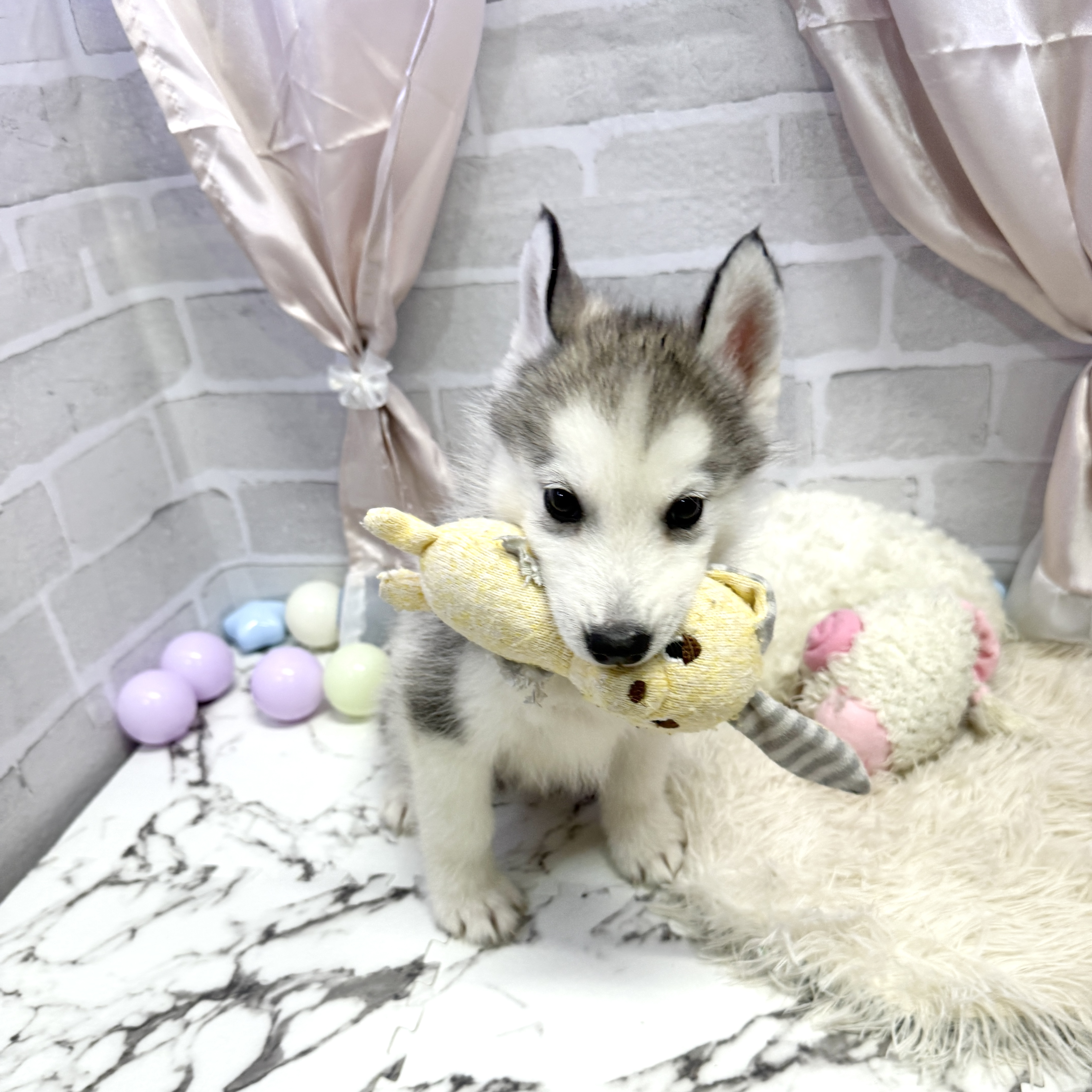 愛知県のシベリアンハスキー (犬の家＆猫の里岡崎店/2025年7月27日生まれ/男の子/ブラックホワイト)の子犬の3枚目の画像