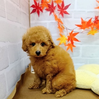 静岡県のトイプードル(トイ) (犬の家＆猫の里プレ葉ウォーク浜北店/2025年7月26日生まれ/男の子/レッド)の子犬の3枚目の画像