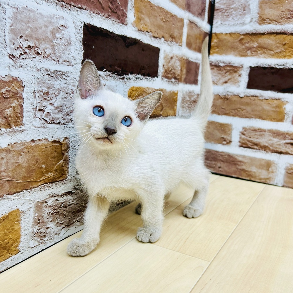 愛知県のトンキニーズ (犬の家＆猫の里七宝店/2025年7月18日生まれ/女の子/プラチナポイント)の子猫の1枚目の画像