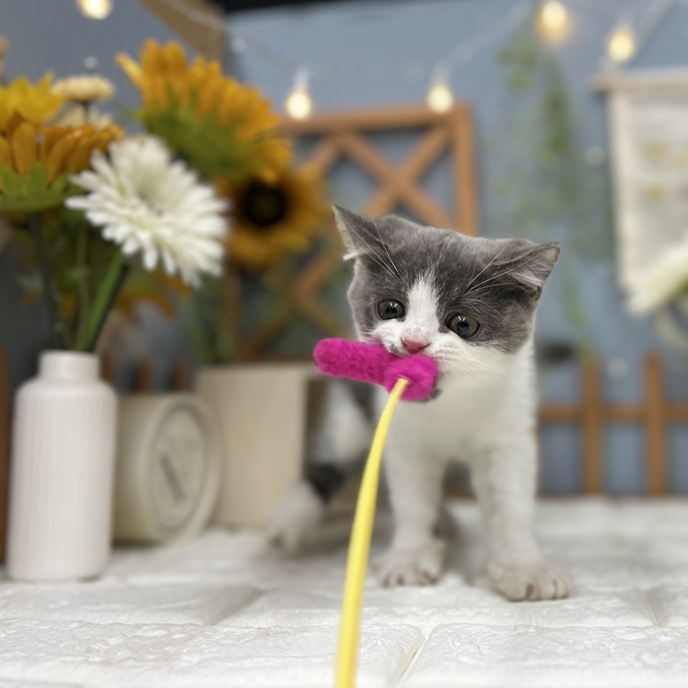 千葉県のブリティッシュショートヘアー (犬の家＆猫の里ワンズモール稲毛店/2025年7月25日生まれ/男の子/ブルーホワイト)の子猫