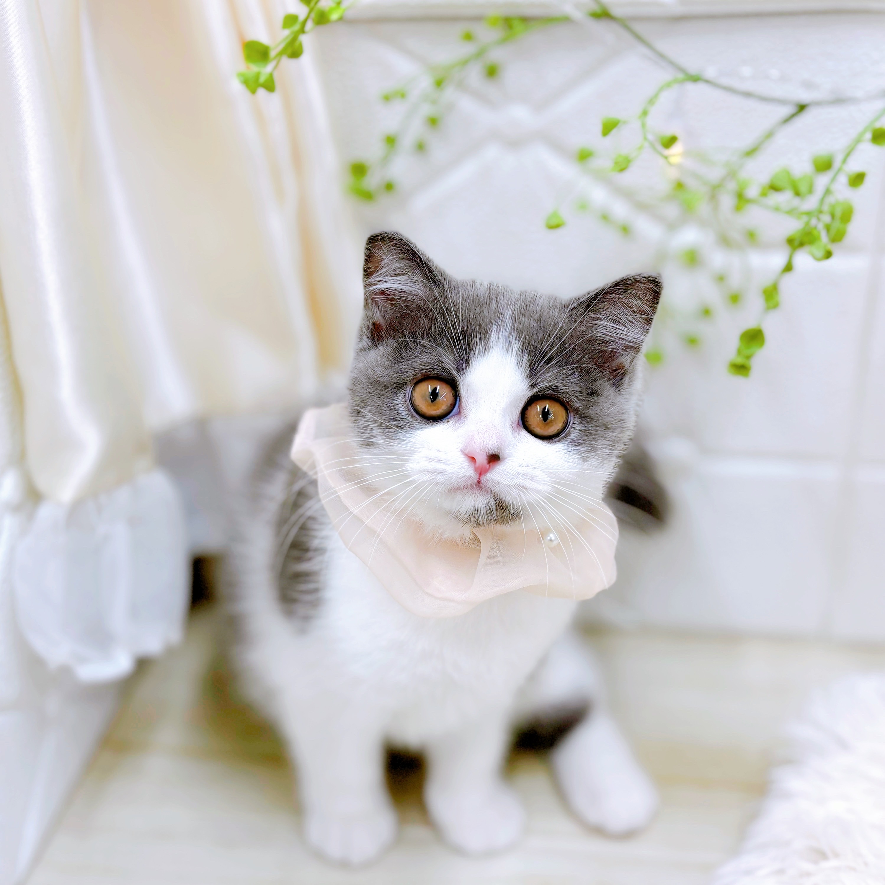 福井県のセルカークレックス (犬の家＆猫の里アミーゴ福井店/2025年7月13日生まれ/女の子/ブルーホワイト)の子猫の3枚目の画像