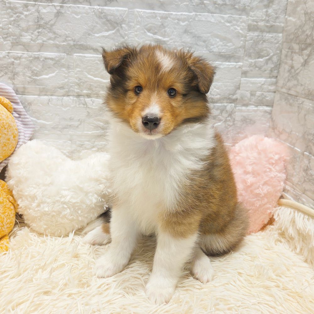 愛知県のシェットランドシープドッグ (犬の家＆猫の里MiO香久山店/2025年7月25日生まれ/女の子/セーブルホワイト)の子犬の3枚目の画像