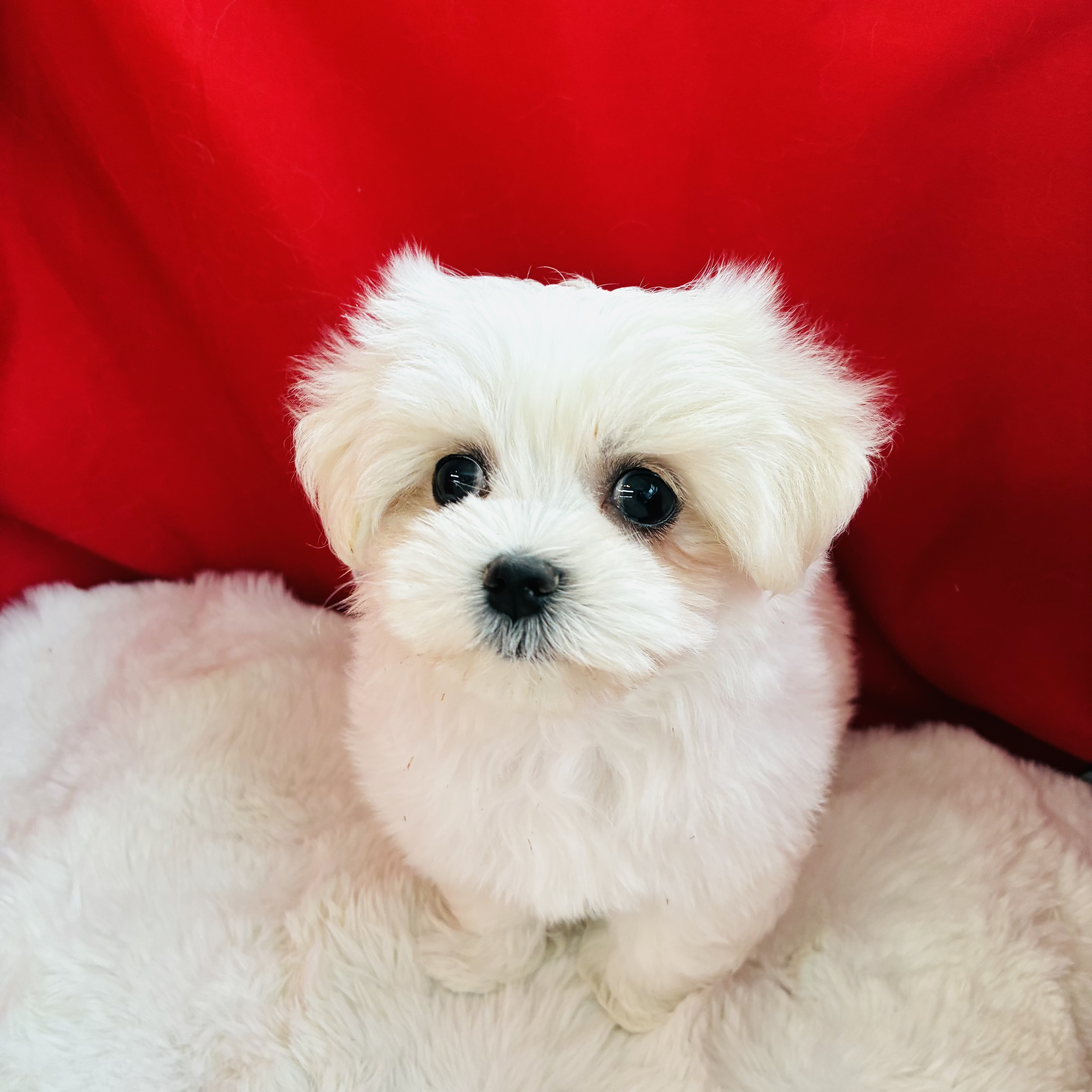 愛知県のマルチーズ (犬の家＆猫の里愛知刈谷店/2025年7月22日生まれ/女の子/ホワイト)の子犬の1枚目の画像