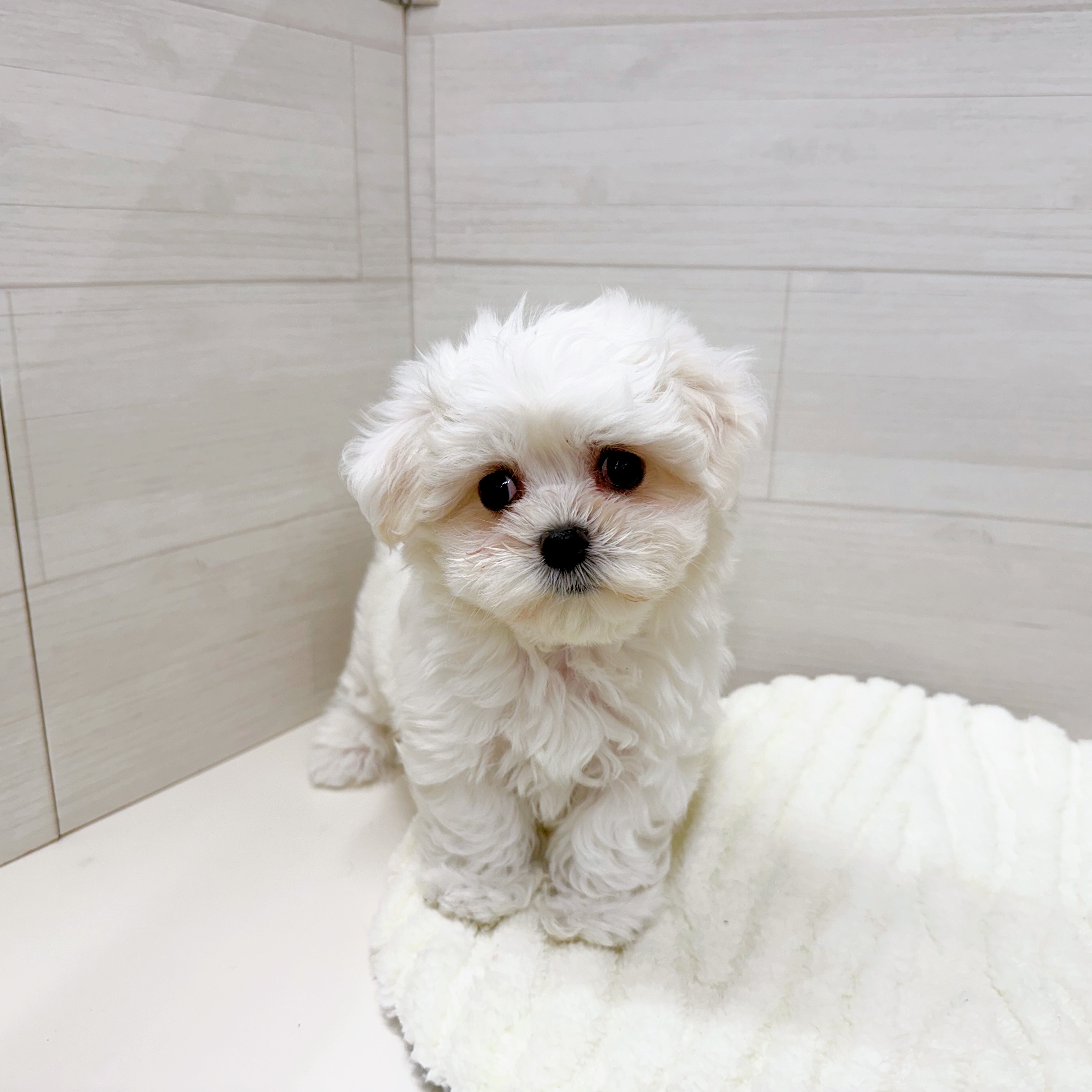 石川県のマルチーズ (犬の家＆猫の里アミーゴ金沢おこばた店/2025年7月22日生まれ/女の子/ホワイト)の子犬の3枚目の画像