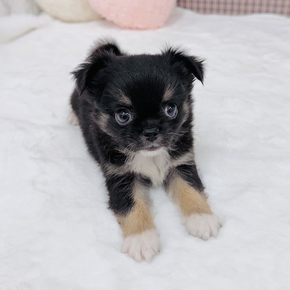 愛知県のチワワ(ロング) (犬の家＆猫の里エアポートウォーク店/2025年7月23日生まれ/男の子/ブラックタン)の子犬の3枚目の画像