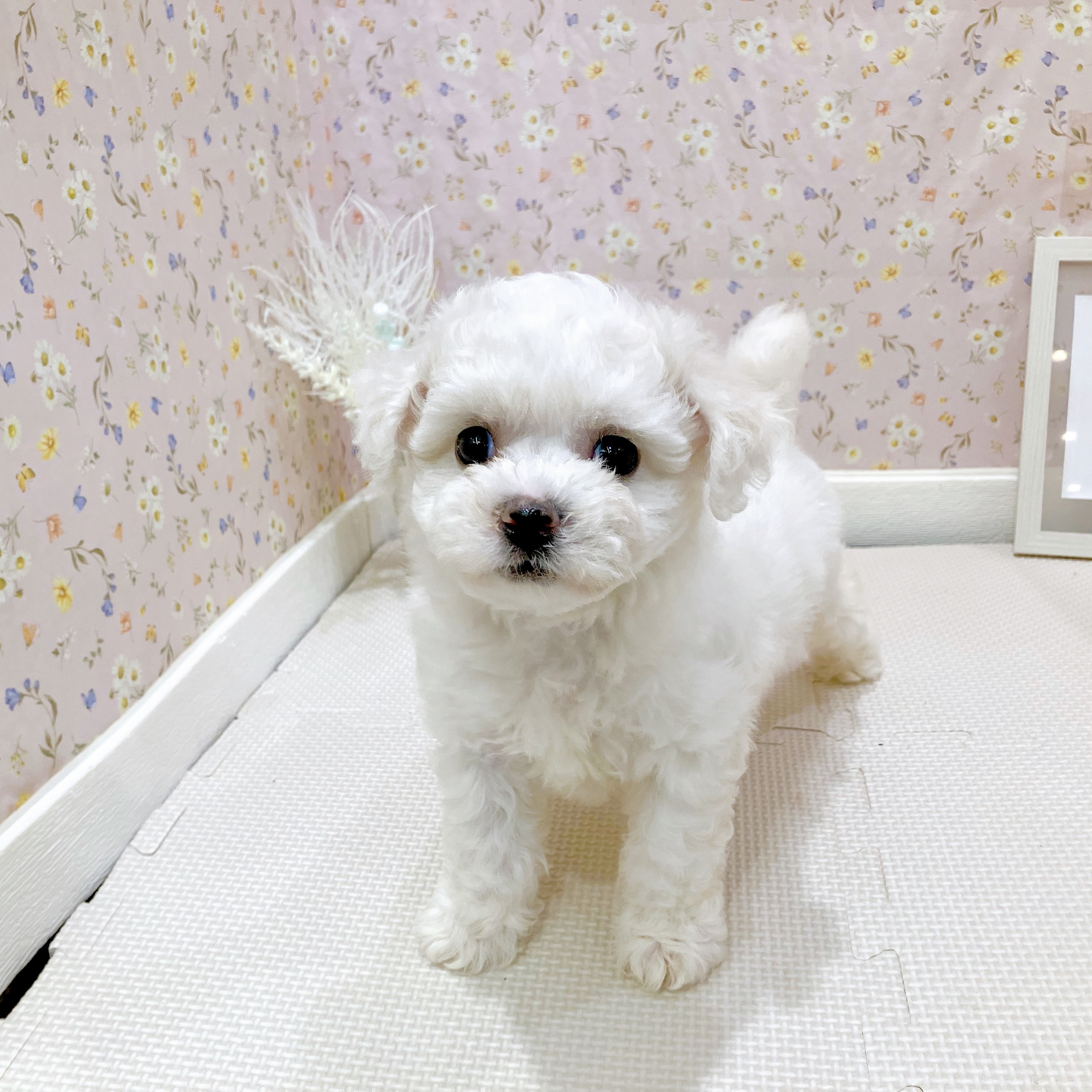 石川県のビションフリーゼ (犬の家＆猫の里金沢店/2025年7月27日生まれ/女の子/ホワイト)の子犬の3枚目の画像