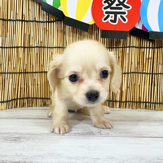 神奈川県のチワックス(チワワ×ダックス) (犬の家＆猫の里小田原店/2025年7月28日生まれ/女の子/イエロー)の子犬の3枚目の画像