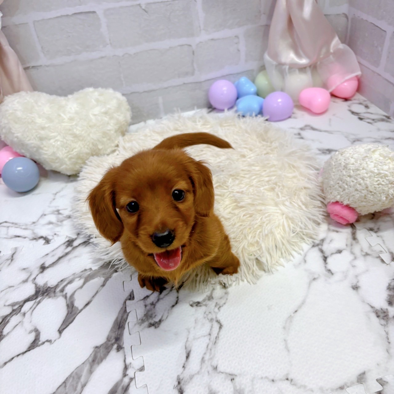 愛知県のミニチュアダックスフンド(ロング) (犬の家＆猫の里岡崎店/2025年7月26日生まれ/男の子/レッド)の子犬の3枚目の画像