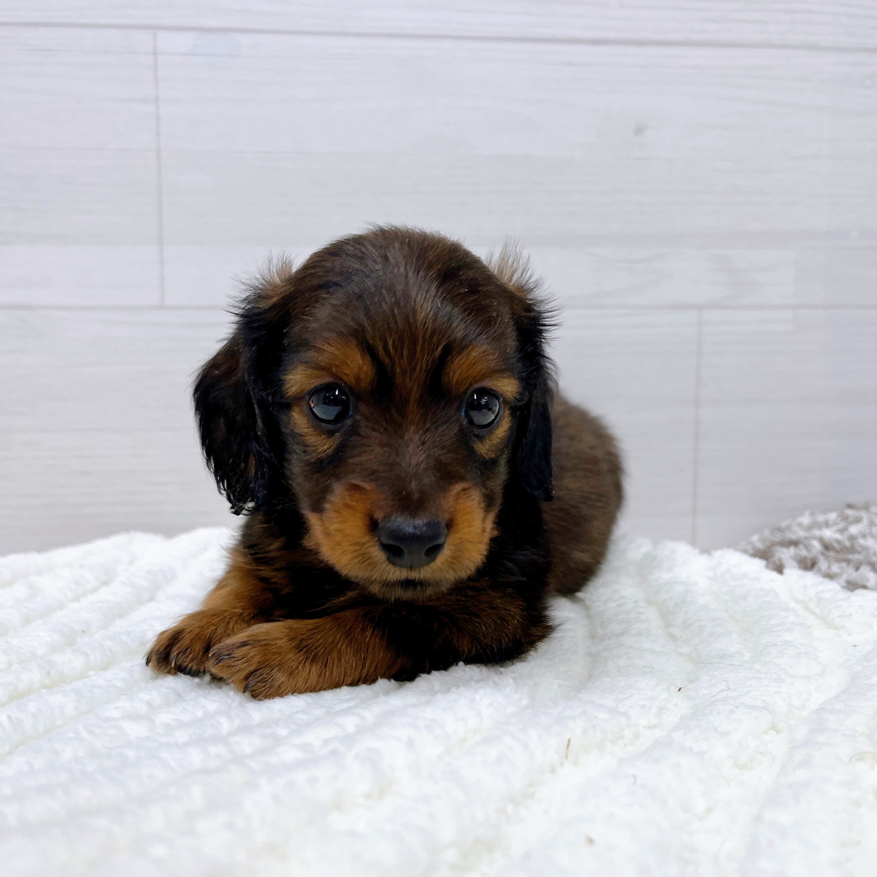 石川県のミニチュアダックスフンド(ロング) (犬の家＆猫の里アミーゴ金沢おこばた店/2025年7月26日生まれ/男の子/レッド)の子犬の3枚目の画像