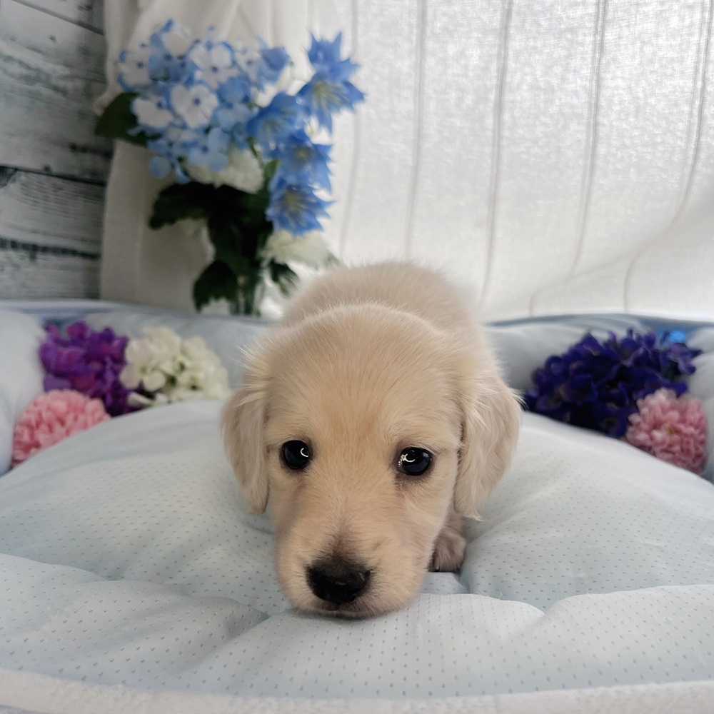 長野県のミニチュアダックスフンド(ロング) (犬の家＆猫の里塩尻店/2025年7月27日生まれ/男の子/イエロー)の子犬の3枚目の画像