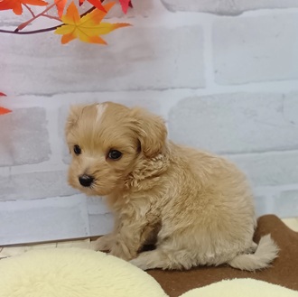 静岡県のマルプー(マルチーズ×プードル) (犬の家＆猫の里プレ葉ウォーク浜北店/2025年7月28日生まれ/男の子/アプリコット)の子犬の3枚目の画像