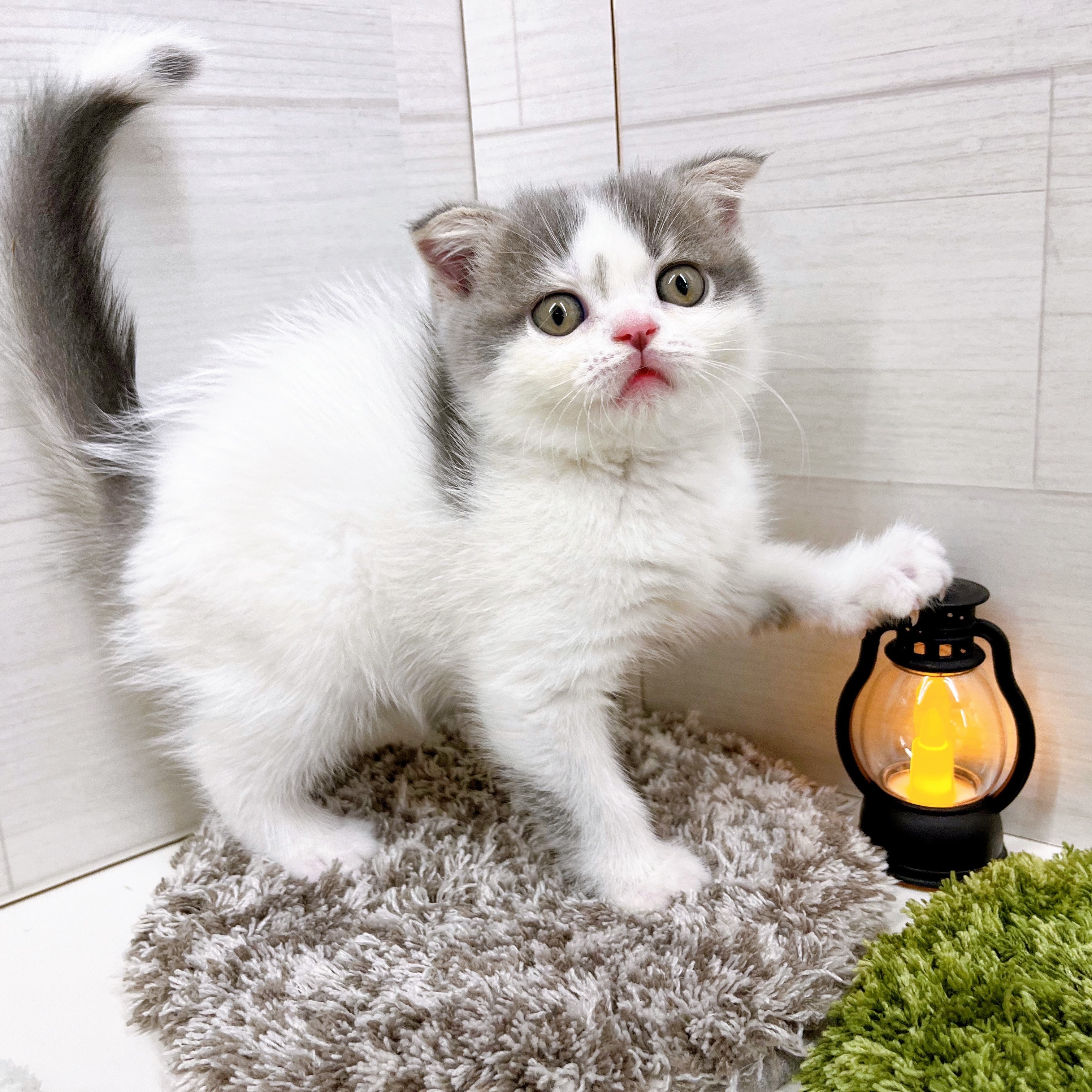石川県のスコティッシュフォールド (犬の家＆猫の里アミーゴ金沢おこばた店/2025年7月27日生まれ/男の子/ブルーホワイト)の子猫の3枚目の画像