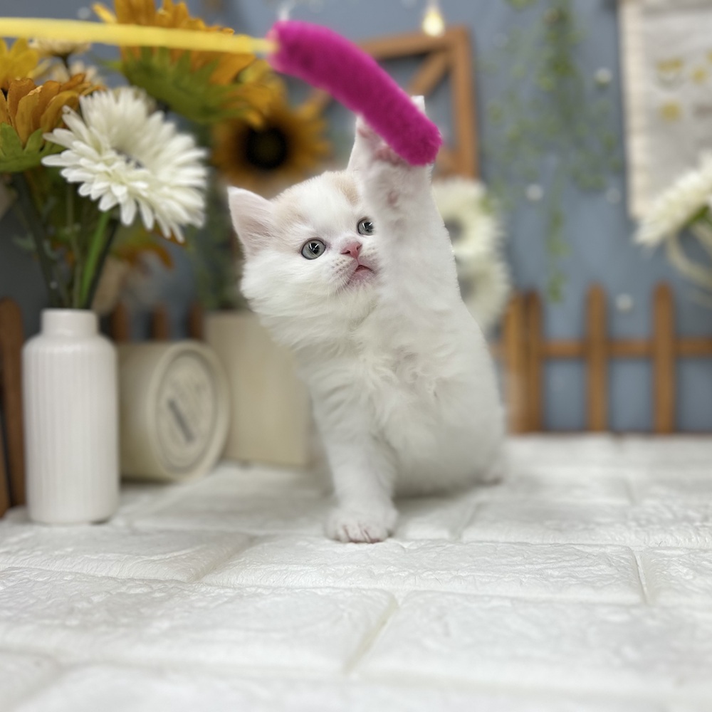 千葉県のスコティッシュフォールド (犬の家＆猫の里ワンズモール稲毛店/2025年7月28日生まれ/男の子/クリームホワイト)の子猫の3枚目の画像