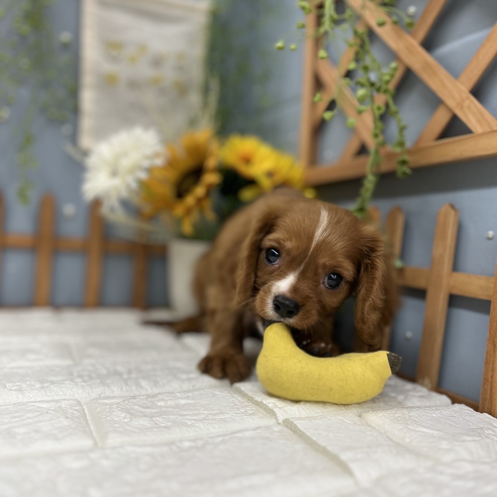 千葉県のキャバリアキングチャールズスパニエル (犬の家＆猫の里ワンズモール稲毛店/2025年7月29日生まれ/男の子/ルビーホワイト)の子犬の3枚目の画像