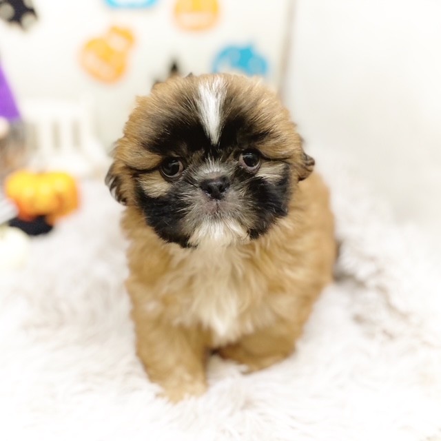 静岡県のペキシーズー/ペキズー(ペキニーズ×シーズー) (犬の家＆猫の里藤枝店/2025年7月25日生まれ/女の子/フォーンホワイト)の子犬の3枚目の画像