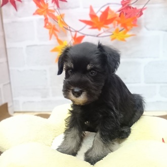 静岡県のミニチュアシュナウザー (犬の家＆猫の里プレ葉ウォーク浜北店/2025年7月28日生まれ/男の子/ブラックシルバー)の子犬の1枚目の画像