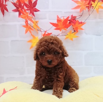 静岡県のトイプードル(トイ) (犬の家＆猫の里プレ葉ウォーク浜北店/2025年7月29日生まれ/女の子/レッド)の子犬の3枚目の画像