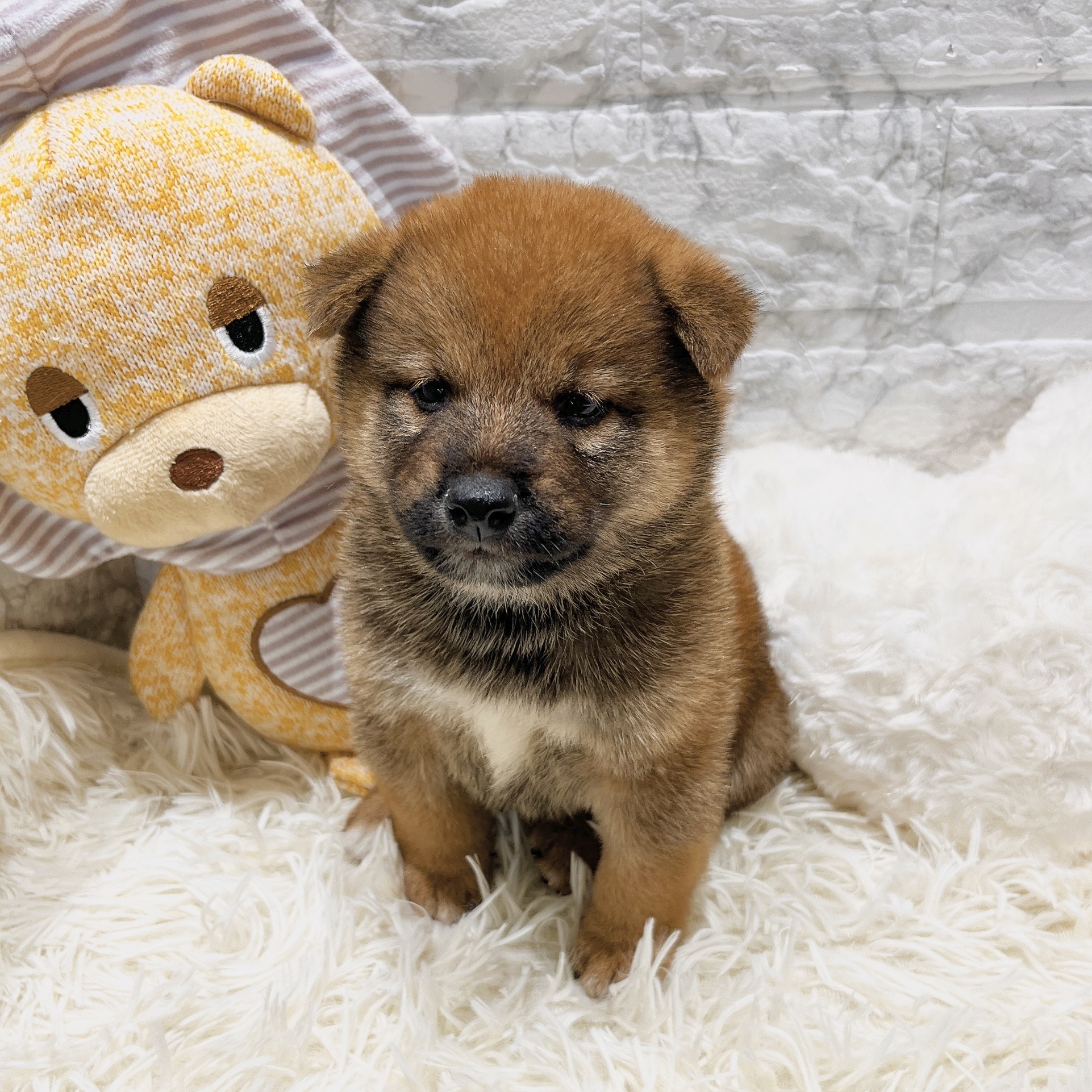 愛知県の柴犬(標準サイズ) (犬の家＆猫の里MiO香久山店/2025年7月28日生まれ/男の子/赤)の子犬の3枚目の画像