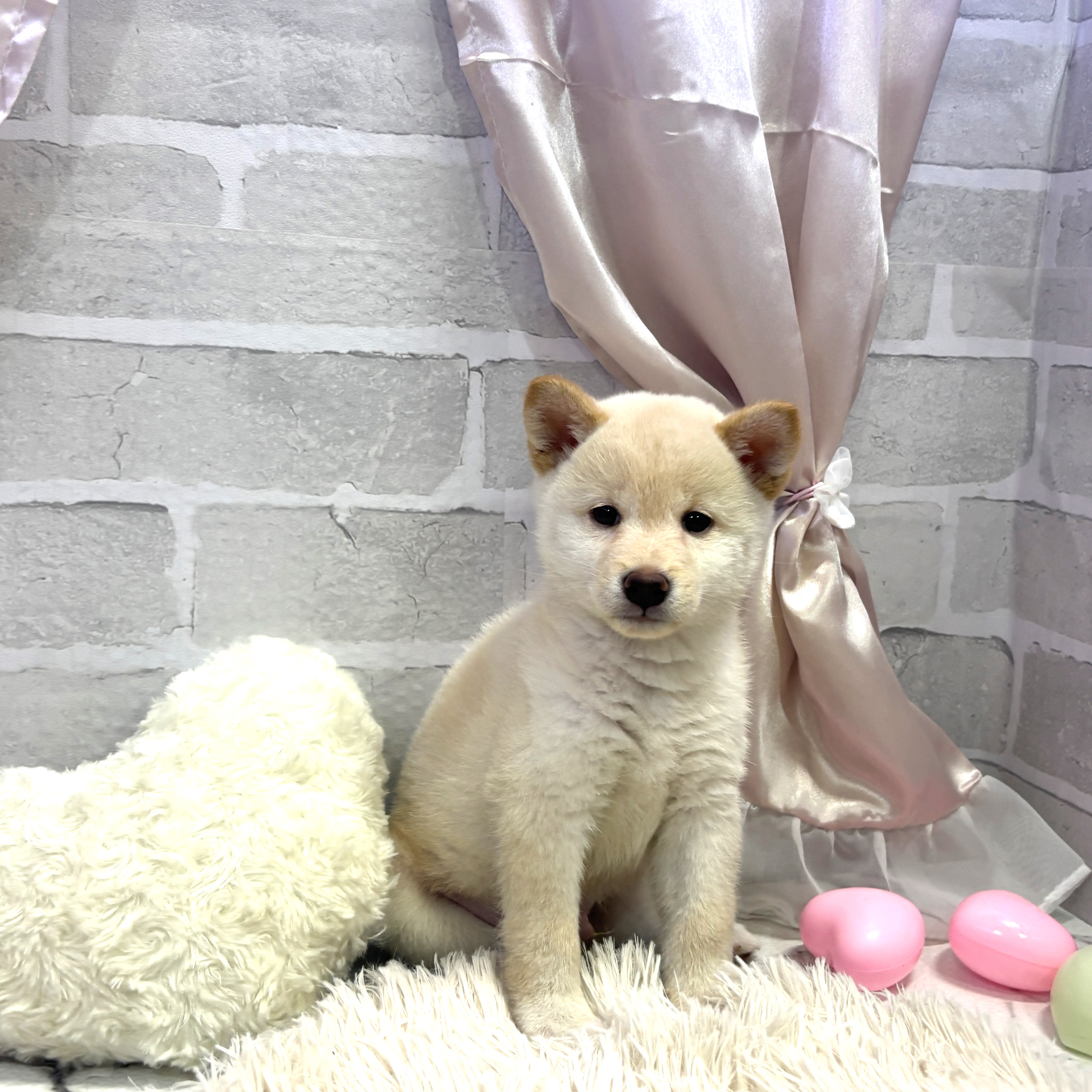 愛知県の柴犬(標準サイズ) (犬の家＆猫の里岡崎店/2025年7月29日生まれ/男の子/白)の子犬の1枚目の画像